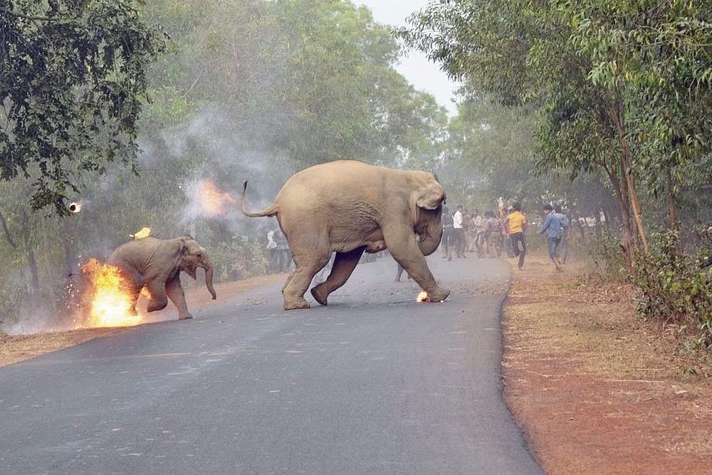 Picture Of Elephant Calf Running For Its Life Wins Photography Award