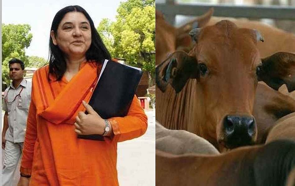 To Make Cow Shelters Safer For Bovines, Maneka Gandhi Pens <em>Gaushala</em> Manual