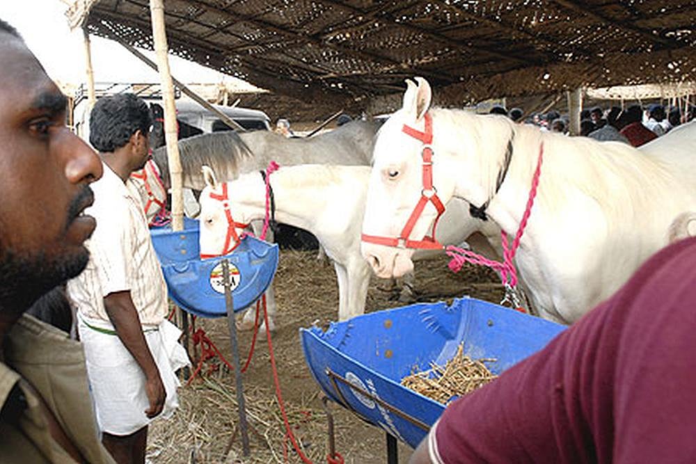 Alarm Bells In West Delhi After Diagnosing Highly Infectious Glanders Disease, Govt Bans Horse Movements