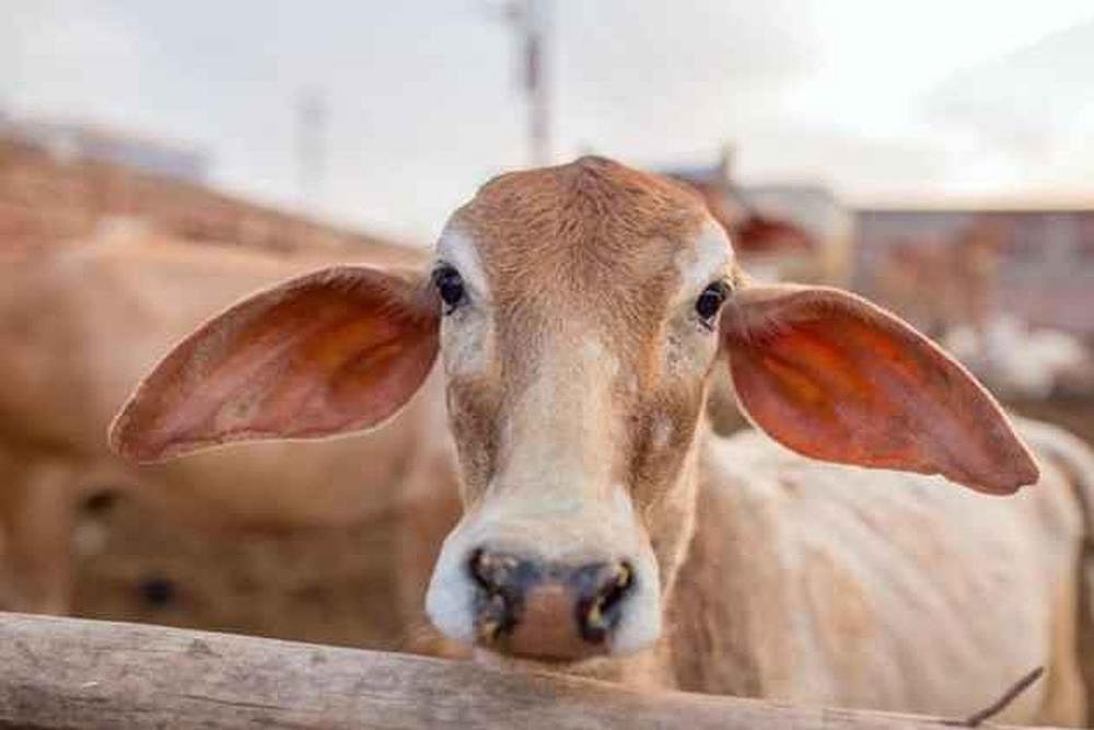 Fact Check: Centre Yet To Withdraw Notification On Cattle Sale Ban