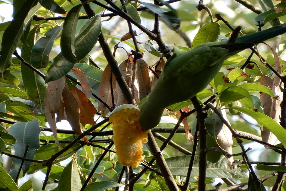 Of Summers And Mangoes