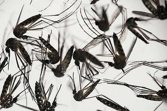 Fearing Adverse Travel Advisory During Vibrant Gujarat, Did State Government Delay Zika Virus News?