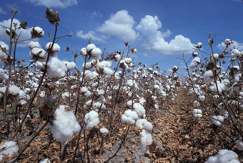 Study Points to Quality Issues in Bt Cotton Seeds