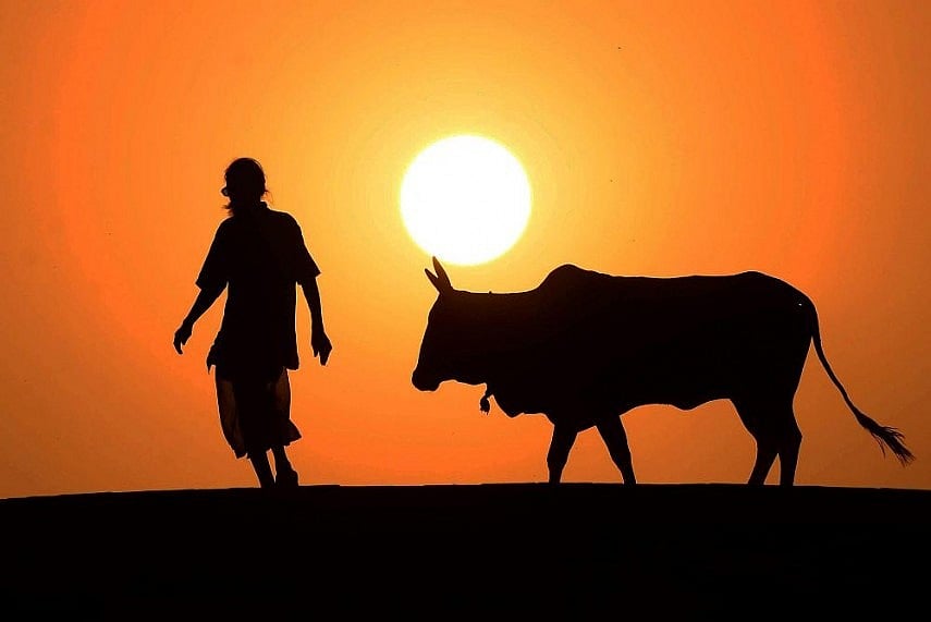 Are Uttarakhand Farmers Dumping Their Old Cows In Forest?