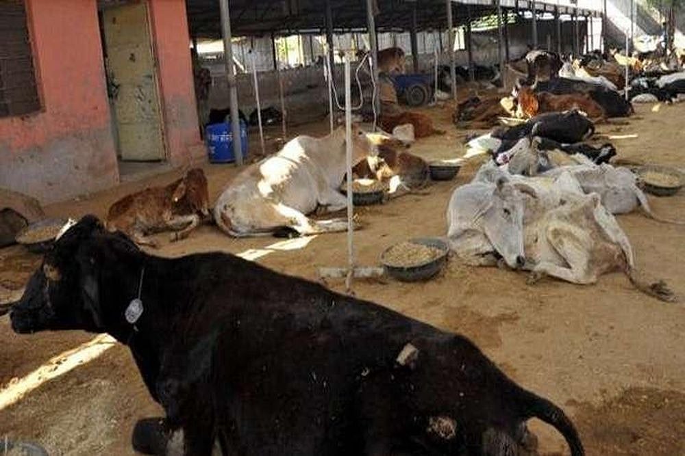 BJP Leader Harish Verma Arrested After 27 Cows Die In Three Days At His 'Gaushala' In Chhattisgarh