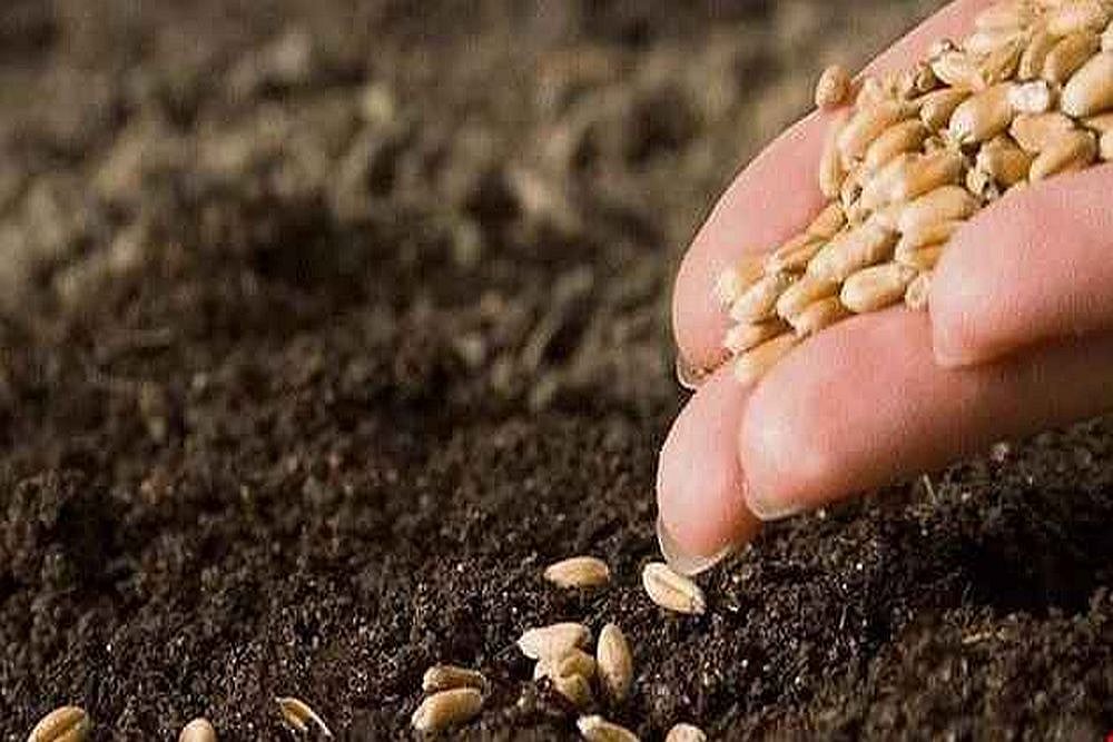 Not GM Mustard, But Right Policy Interventions And Ecological Solutions Are What India Now Needs