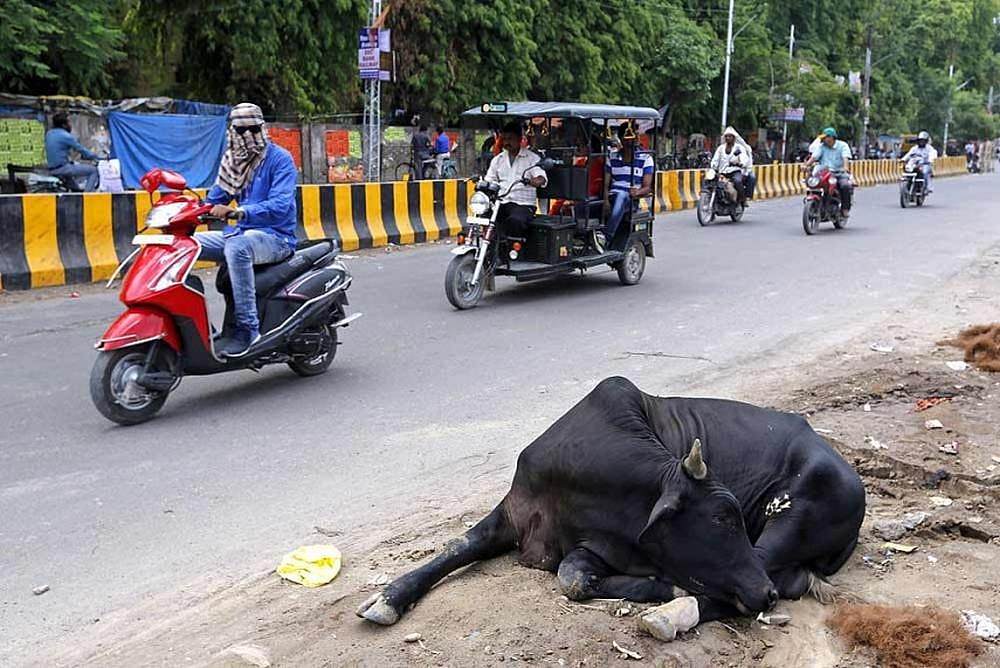 Gujarat Police Team Attacked By Mob While Trying To Rescue Cows