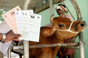 Chhattisgarh Government Sets Up Judicial Commission To Probe Cow Deaths