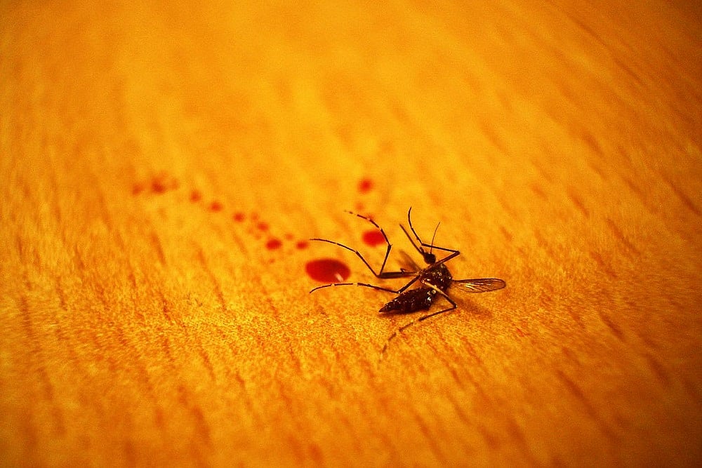 Japan: Twitter Deactivates User's Account For Posting Picture Of Dead Mosquito