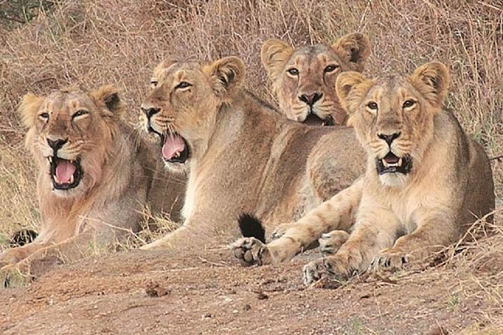 Lion Population Roars To 650 In Gujarat, Nearly 15% More Than The 2015 Census