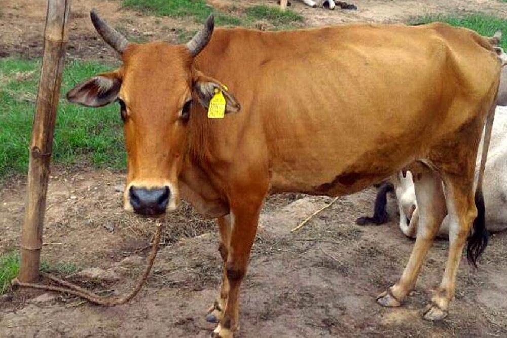 Soon, 54 Lakh Cows In Madhya Pradesh Will Get Aadhaar Chips Tagged In Their Ears