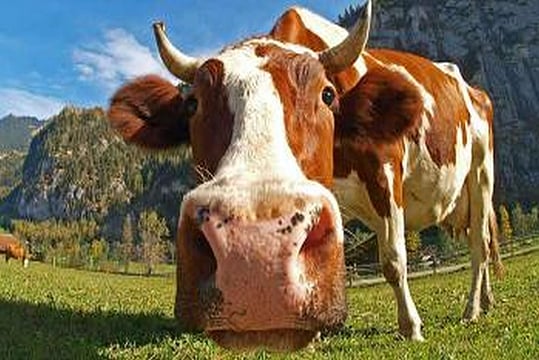 Rajasthan Govt's Cow Ministry Going Digital, Plans To Launch OLX-Like Online Portal For Cattle