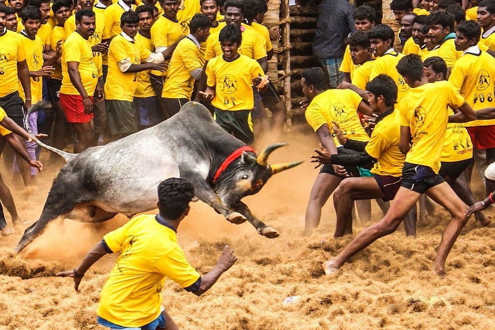 Animals Welfare Board Issues Guidelines For Conduct of Jallikattu, Says Put Bulls On Nicotine, Cocaine Tests