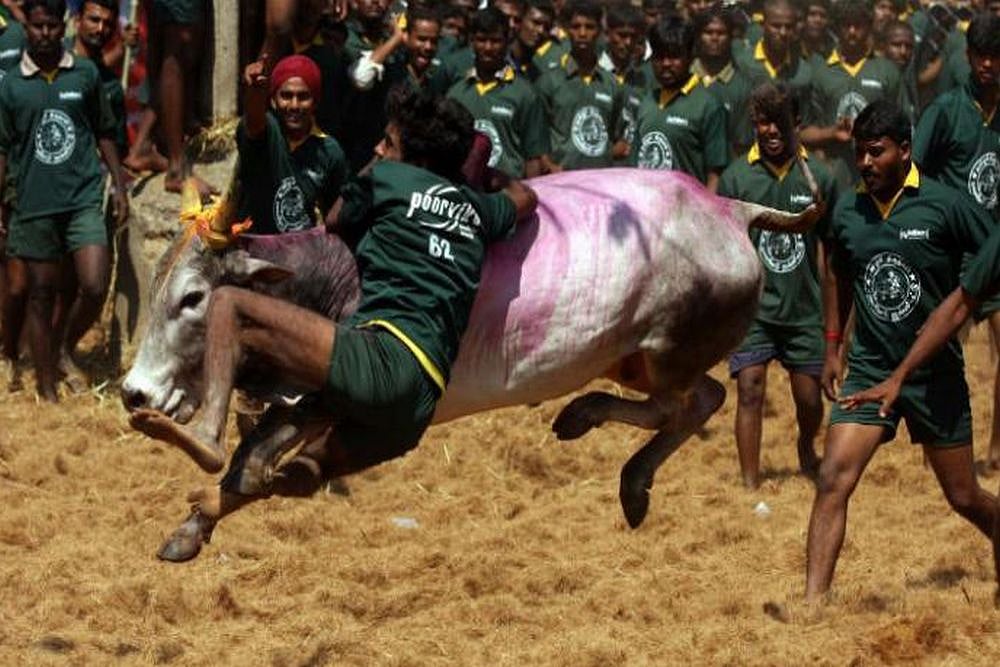 Three People Killed In Jallikattu Event In Last 24 Hours Amid Big Prizes Offered By Leaders