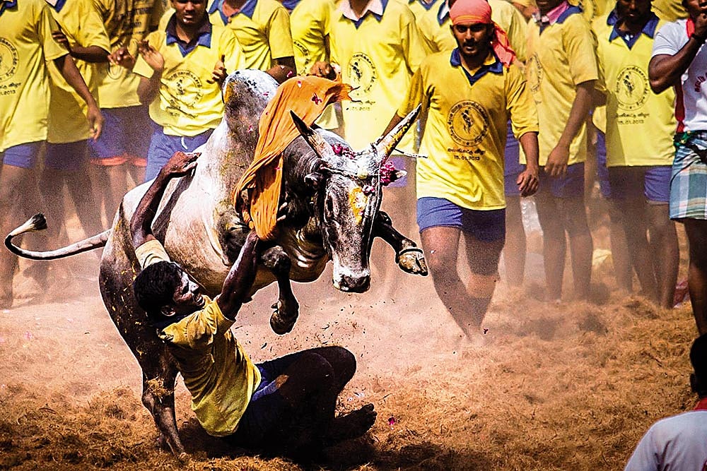 Matters Came To A Bull’s Head