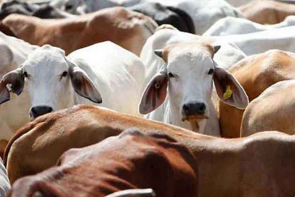 India to account for one-third of the global milk production by 2030