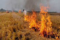 Putting An Abrupt Stop To Crop Burning Is An Impossible Aspiration