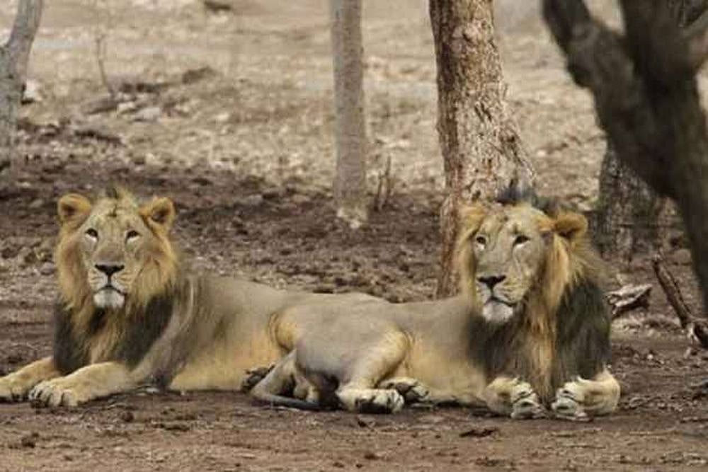 Gujarat HC tells Railways to curb incidents of Asiatic lions being run over by trains