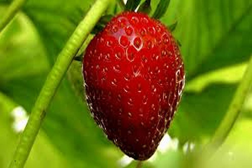 Another Needle Incident In Strawberries In New Zealand
