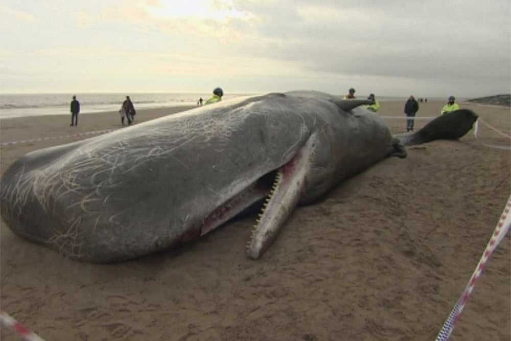 Mass Stranding Leads To Death Of 51 Pilot Whales In New Zealand