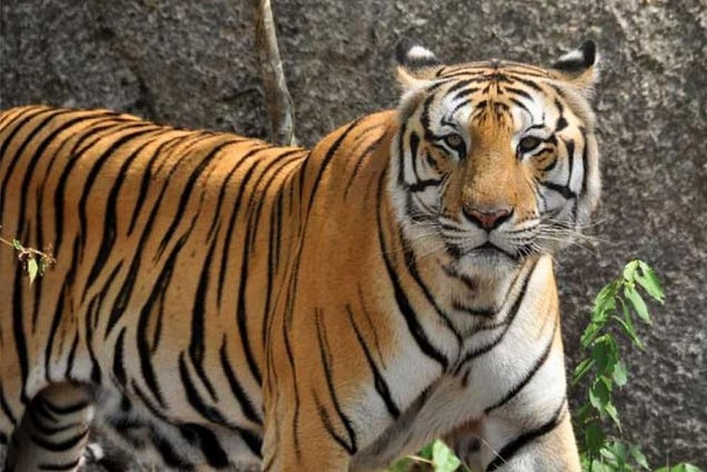 Uttarakhand Govt to translocate 4 tigers