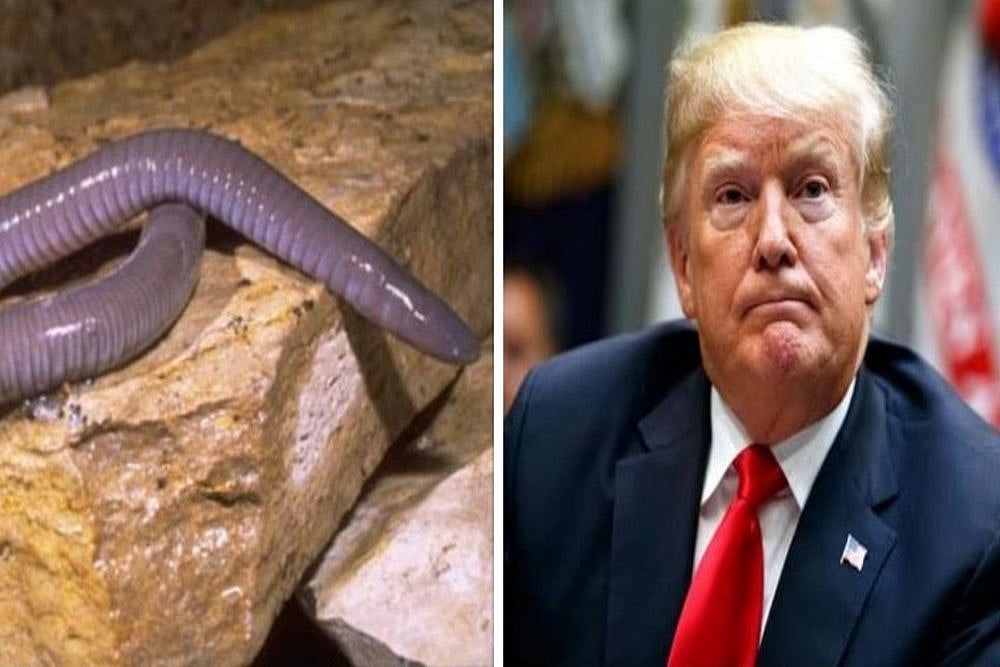 Newly Discovered Blind Amphibian Named After Donald Trump Outlook India