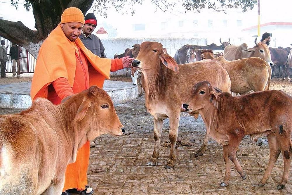 Yogi Directs Officials To Make Immediate Arrangements For Proper Care Of Stray Cows