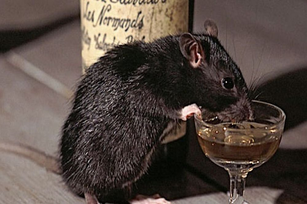 UP Police Bizarre Statement: Rats Drank 1,000 Litres Of Seized Liquor
