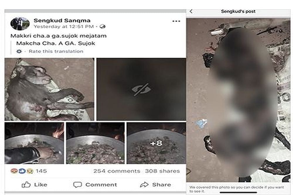 Meghalaya: Man Boasts Online About Killing And Eating Protected Monkey Species, Gets Arrested