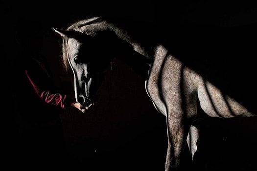 Delhi Golf Course Asked To Postpone Or Cancel Derby Amid Glanders Disease Fear