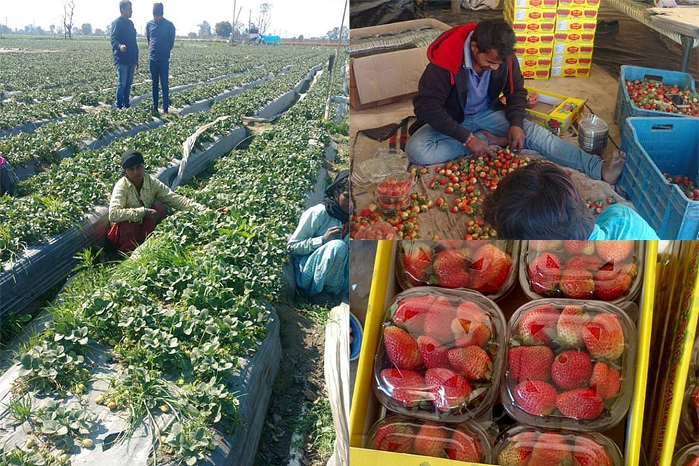 To Harvest Enterprise