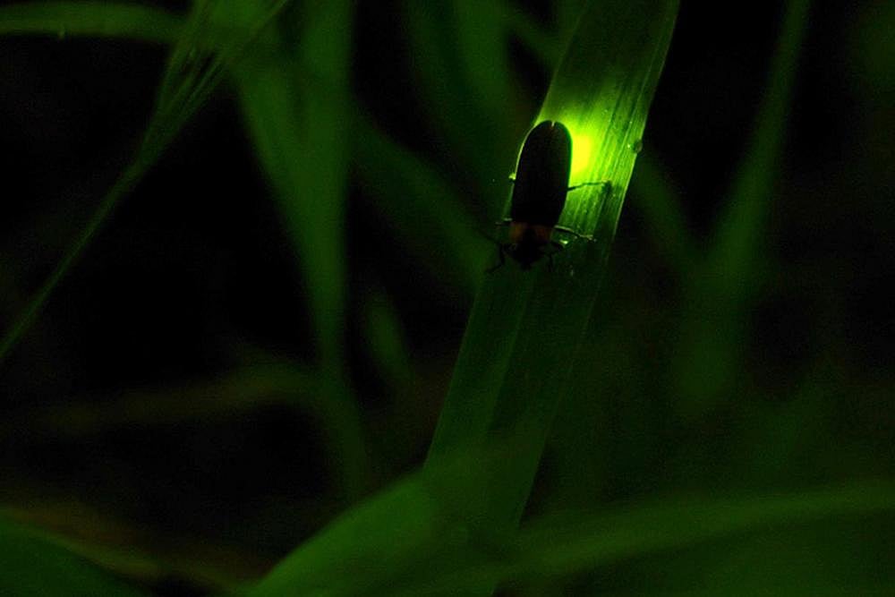 Fireflies Emit Light Similar To Lasers, Finds New Study
