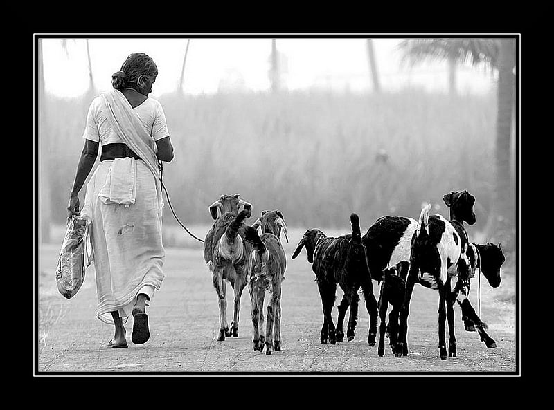 The Story of a Black Goat, Red Sky, Grey Village and Blue People