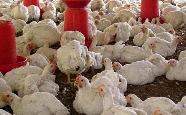File Photo : Avian Flu outbreak in Kottayam |