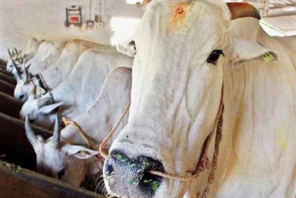 UP Govt Pushes For Use Of Cow Urine In Preparing Medicines