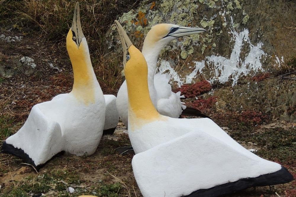 'World's Loneliest Bird' Nigel, Which Used To Live Among A Colony Of Concrete Birds, Dies In New Zealand