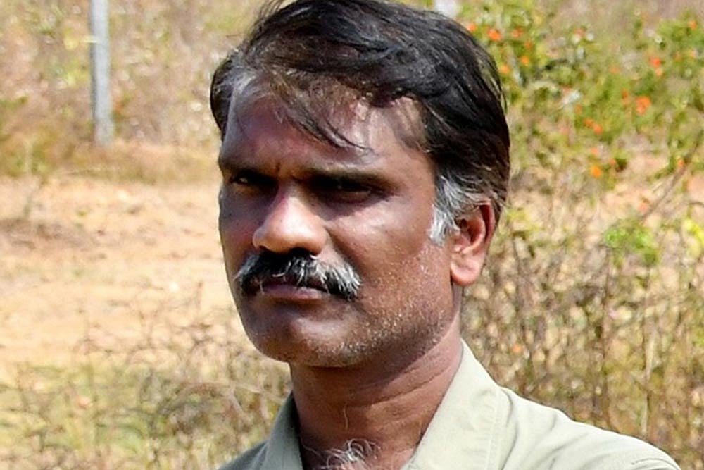 A Forest Warbler’s Tale