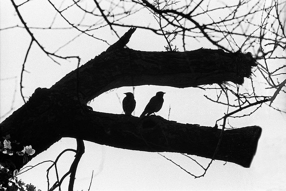 When B&W Art Images Curiously Deck Up The Colourful Ambience