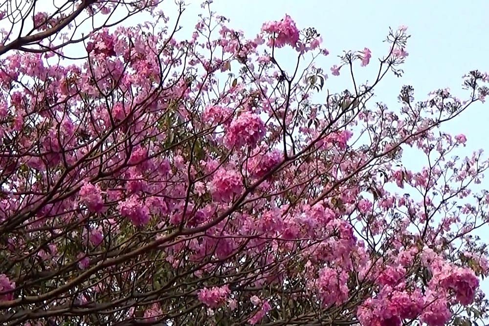From Atop The Golden Boughs