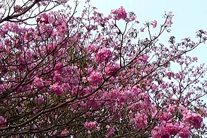 From Atop The Golden Boughs