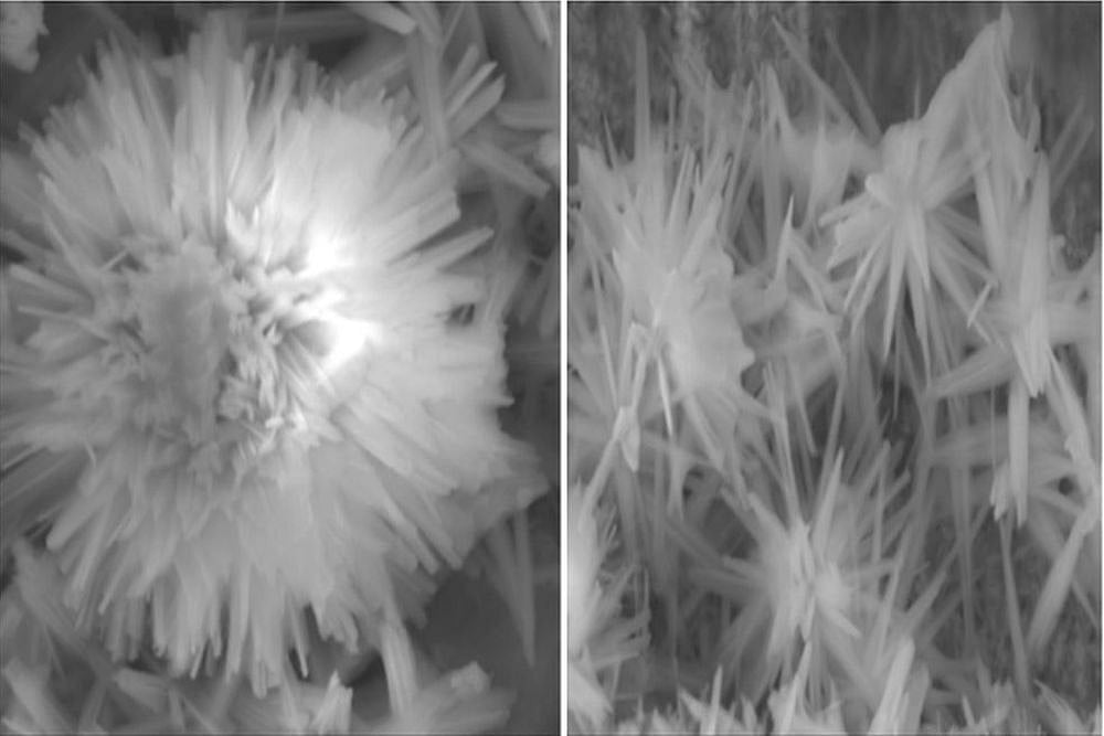 Creating A Botanical Garden On Pinhead