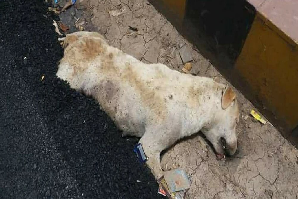 Dog Buried Alive As Hot Tar Poured On Him During Road Construction In Agra