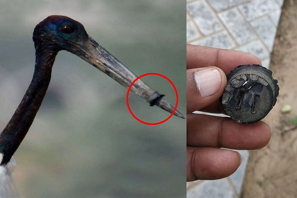 The Stork Has Delivered A Message: Save The Wetlands