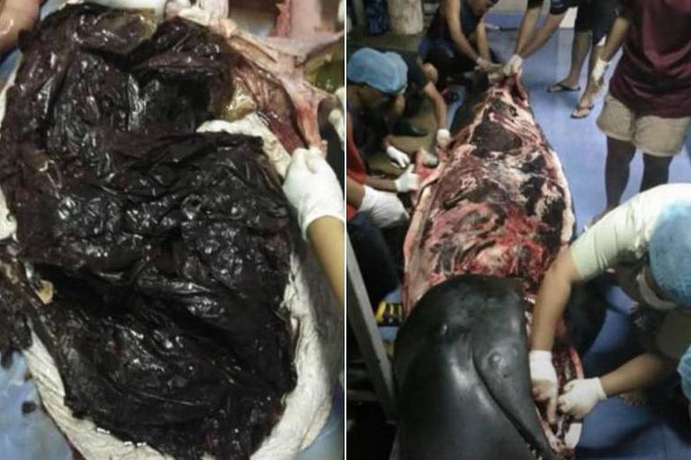 Whale Dies In Thailand After Swallowing 80 Plastic Bags