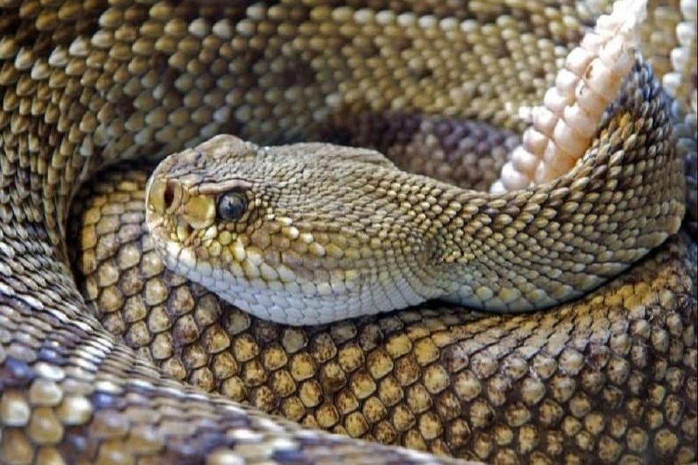 60 Poisonous Snakes Found in School's Kitchen in Maharashtra Government School