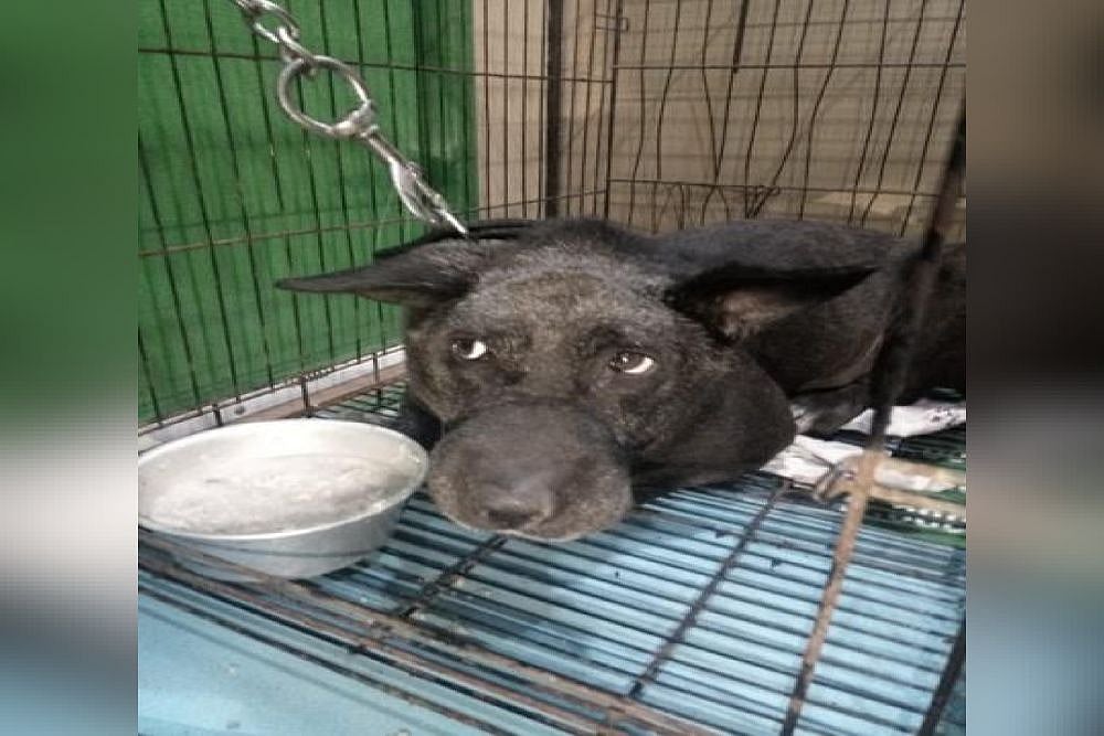 Burari Deaths: Family’s Dog Who Was Found Chained Showing Signs Of Improvement, Says Animal Rights Activist