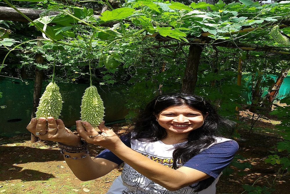 Kitchen Garden Gaining Popularity In The Cities