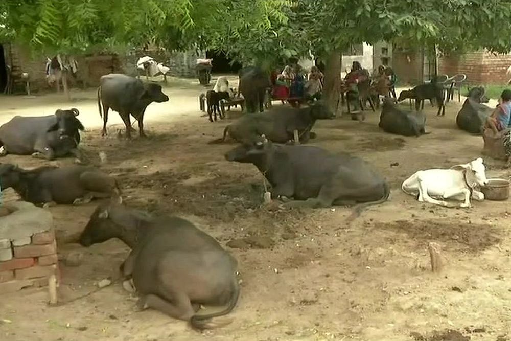 Man Beaten To Death On Suspicion Of Cattle Theft In Haryana's Palwal