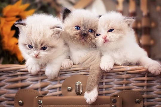 International Cat Day:Celebs Who Love Their Felines