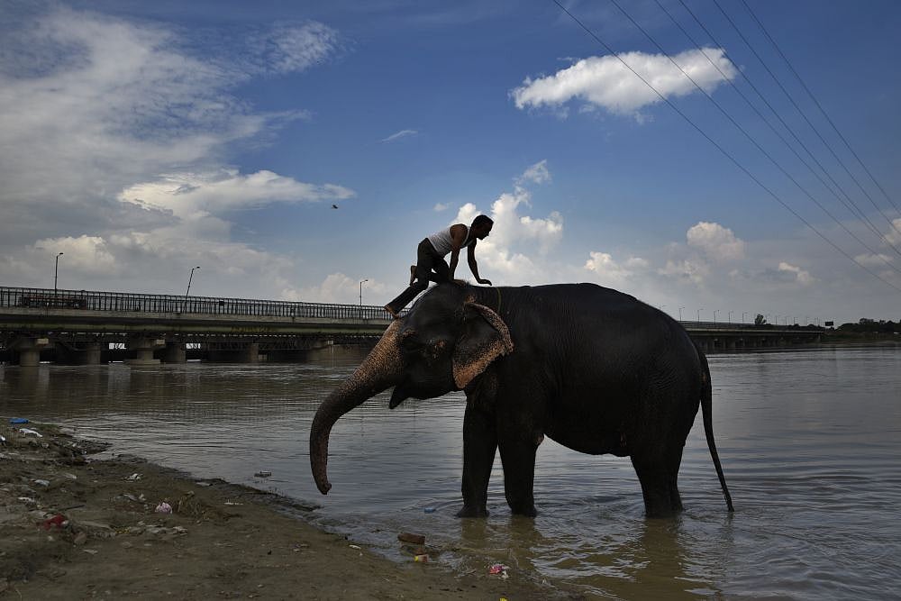 3 people killed in elephant attacks in Chhattisgarh
